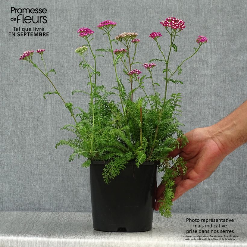 Example of Achillea millefolium New Vintage Violet - Gemeine Schafgarbe Topf mit 2L/3L as you get in automne