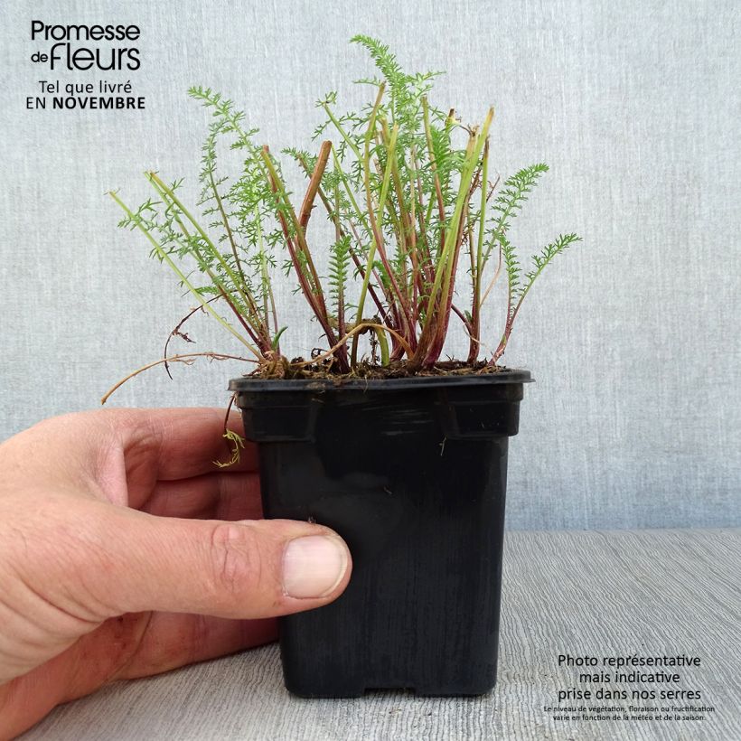Example of Achillea millefolium Paprika - Gemeine Schafgarbe Kleine Töpfe von 7/8 cm as you get in automne