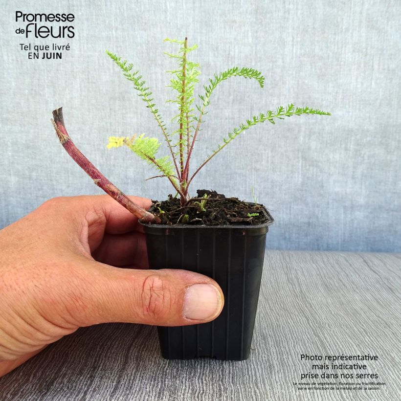 Exemplar von Achillea millefolium Paprika - Gemeine Schafgarbe Kleine Töpfe von 7/8 cm wie im Sommer geliefert
