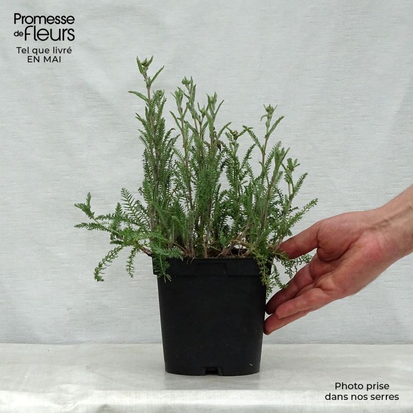 Exemplar von Achillea millefolium Paprika - Gemeine Schafgarbe Topf mit 2L/3L wie im Frühjahr geliefert