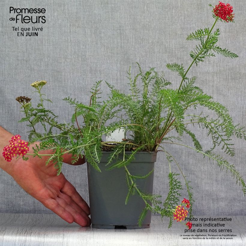 Exemplar von Achillea millefolium Paprika - Gemeine Schafgarbe Topf mit 2L/3L wie im Sommer geliefert