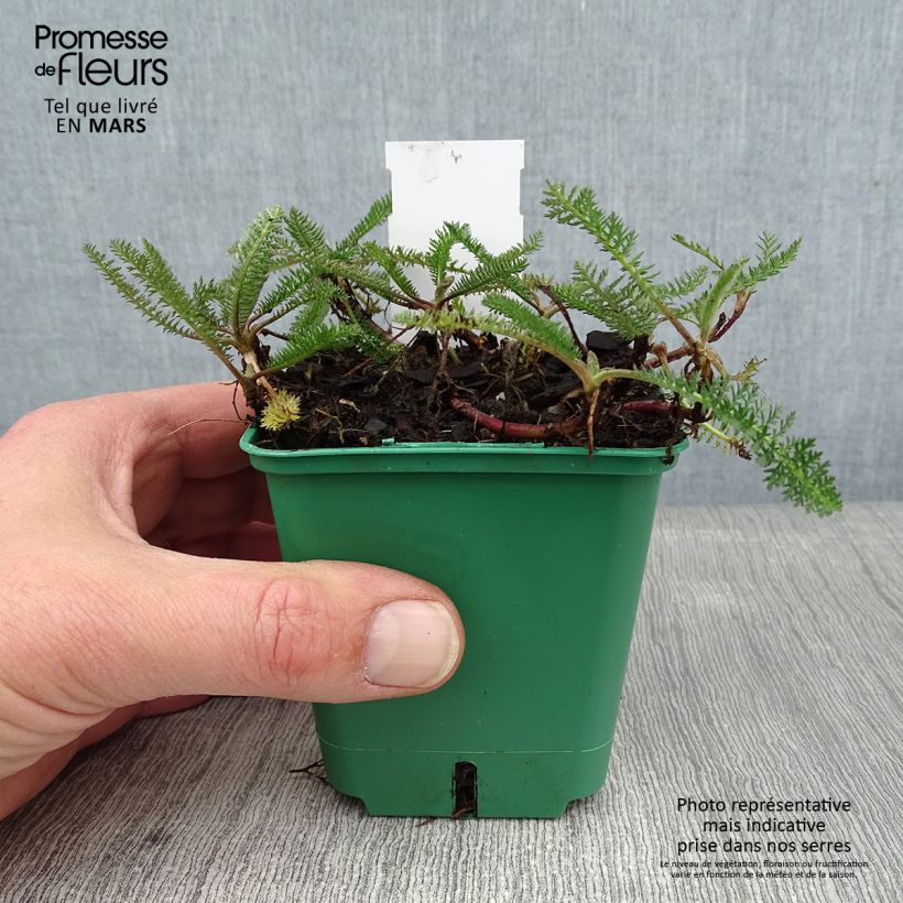 Exemplar von Achillea millefolium Peachy Seduction - Gemeine Schafgarbe Kleine Töpfe von 8/9 cm wie im Winter geliefert