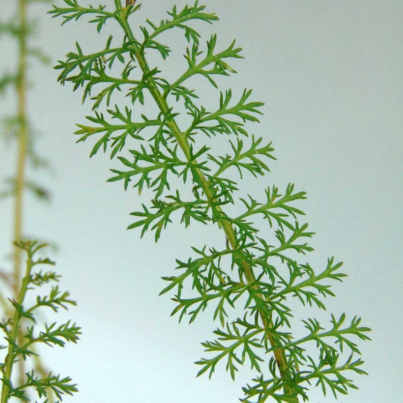 Achillea millefolium Petra - Gemeine Schafgarbe (Foliage)