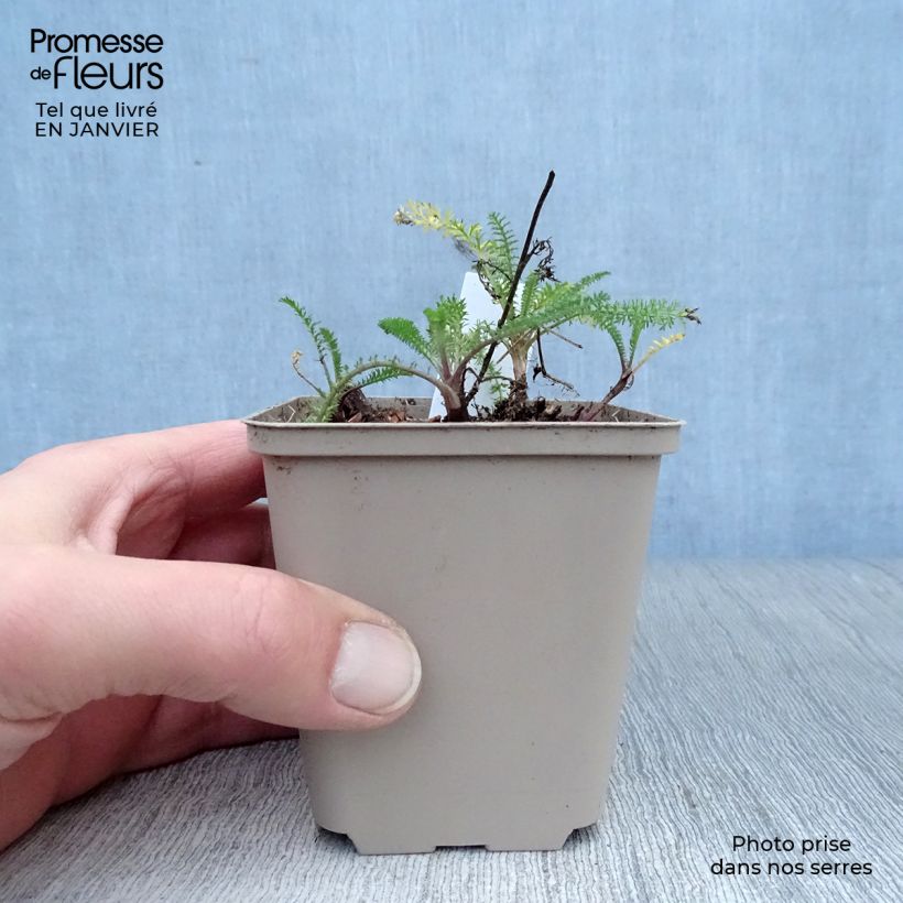 Exemplar von Achillea millefolium Petra - Gemeine Schafgarbe Kleine Töpfe von 8/9 cm wie im Winter geliefert