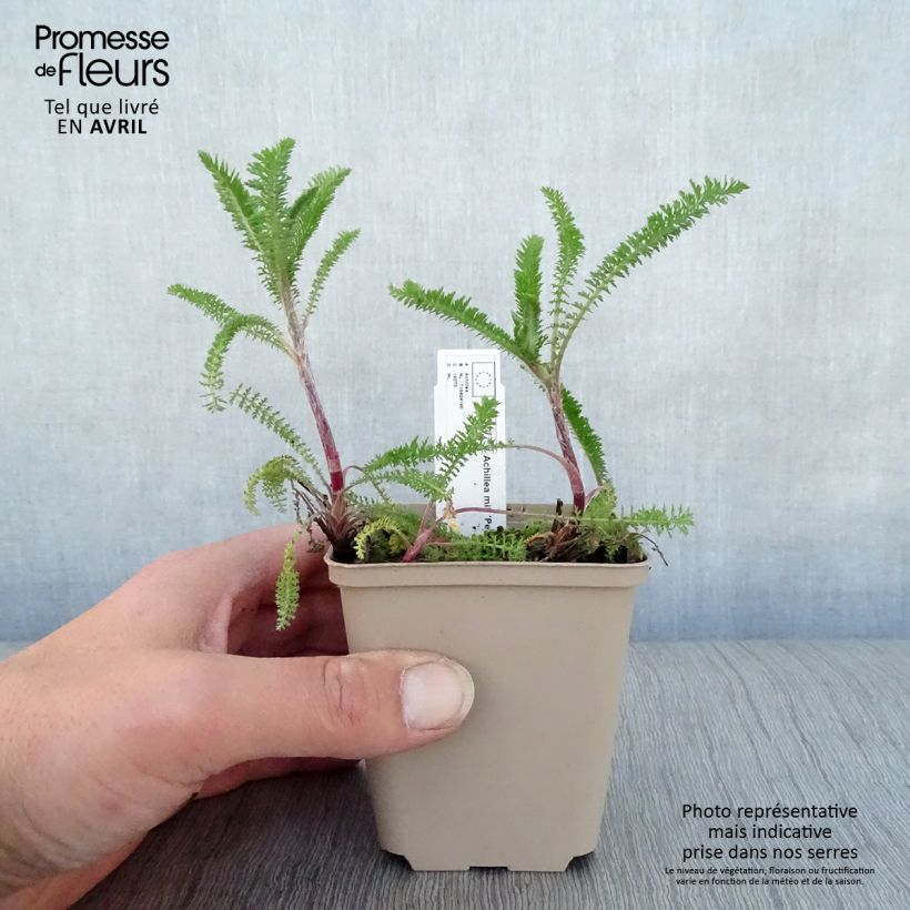 Exemplar von Achillea millefolium Petra - Gemeine Schafgarbe Kleine Töpfe von 8/9 cm wie im Frühjahr geliefert