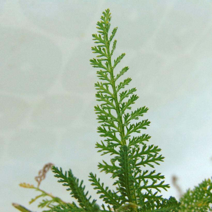 Achillea millefolium Pomegranate - Gemeine Schafgarbe (Foliage)