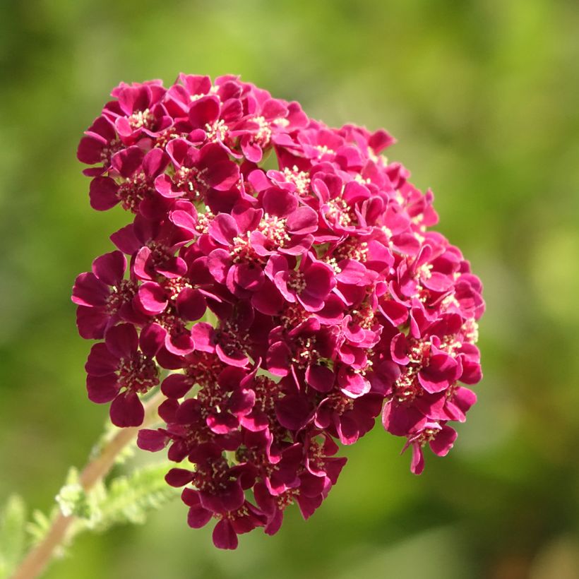 Achillea millefolium Pomegranate - Gemeine Schafgarbe (Flowering)