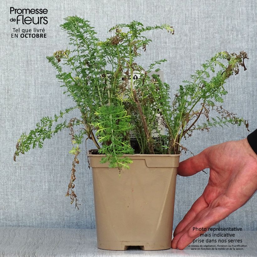 Example of Achillea millefolium Pomegranate - Gemeine Schafgarbe Topf mit 2L/3L as you get in automne