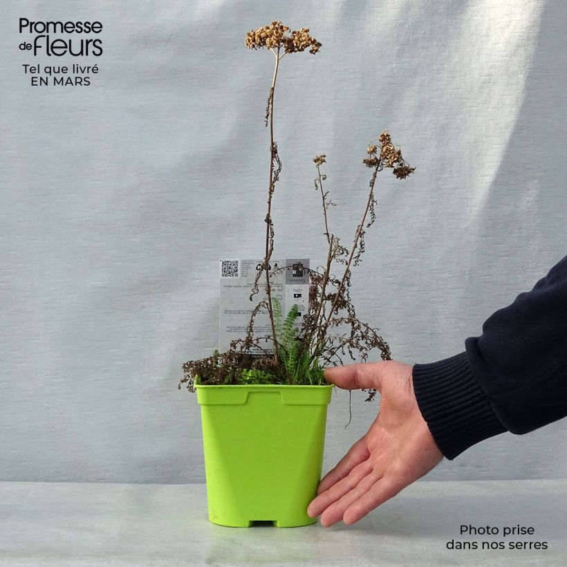 Exemplar von Achillea millefolium Pomegranate - Gemeine Schafgarbe Topf mit 2L/3L wie im Frühjahr geliefert