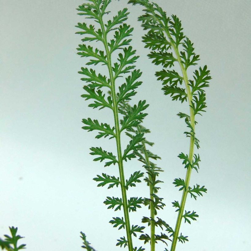 Achillea millefolium Pretty Woman - Gemeine Schafgarbe (Foliage)