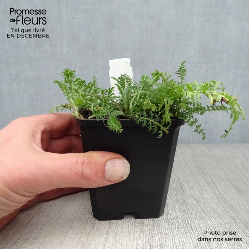 Exemplar von Achillea millefolium Red Velvet - Gemeine Schafgarbe Kleine Töpfe von 8/9 cm wie im Winter geliefert