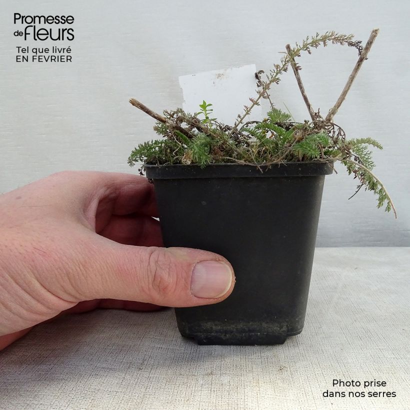 Example of Achillea millefolium Salmon Beauty - Gemeine Schafgarbe Kleine Töpfe von 8/9 cm as you get in hiver