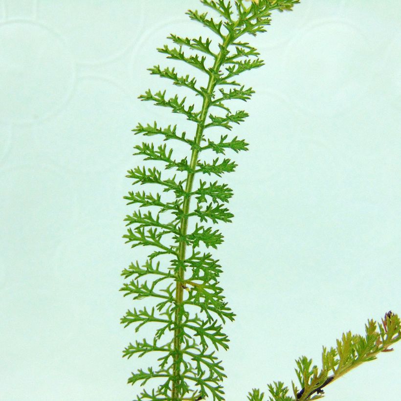 Achillea millefolium Summer Pastel - Gemeine Schafgarbe (Foliage)