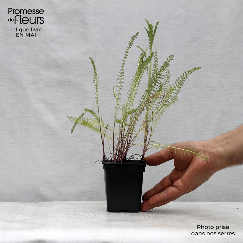 Exemplar von Achillea millefolium Summer Pastel - Gemeine Schafgarbe Kleine Töpfe von 7/8 cm wie im Frühjahr geliefert