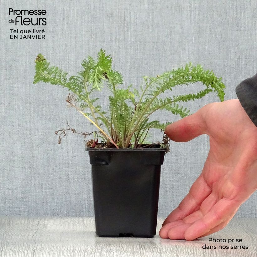 Exemplar von Achillea millefolium Summer Pastel - Gemeine Schafgarbe Kleine Töpfe von 7/8 cm wie im Winter geliefert