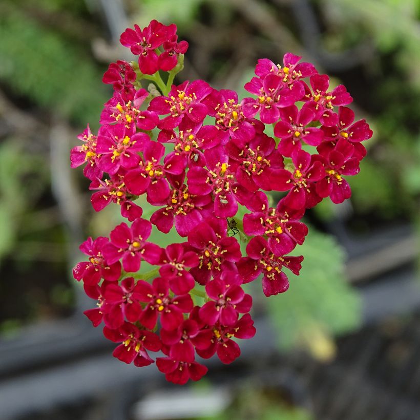 Achillea millefolium Summerwine - Gemeine Schafgarbe (Flowering)