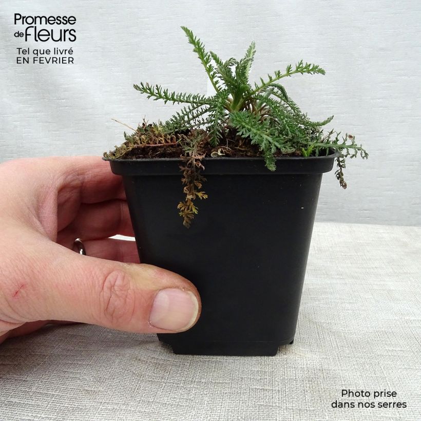 Exemplar von Achillea millefolium Summerwine - Gemeine Schafgarbe Kleine Töpfe von 8/9 cm wie im Winter geliefert