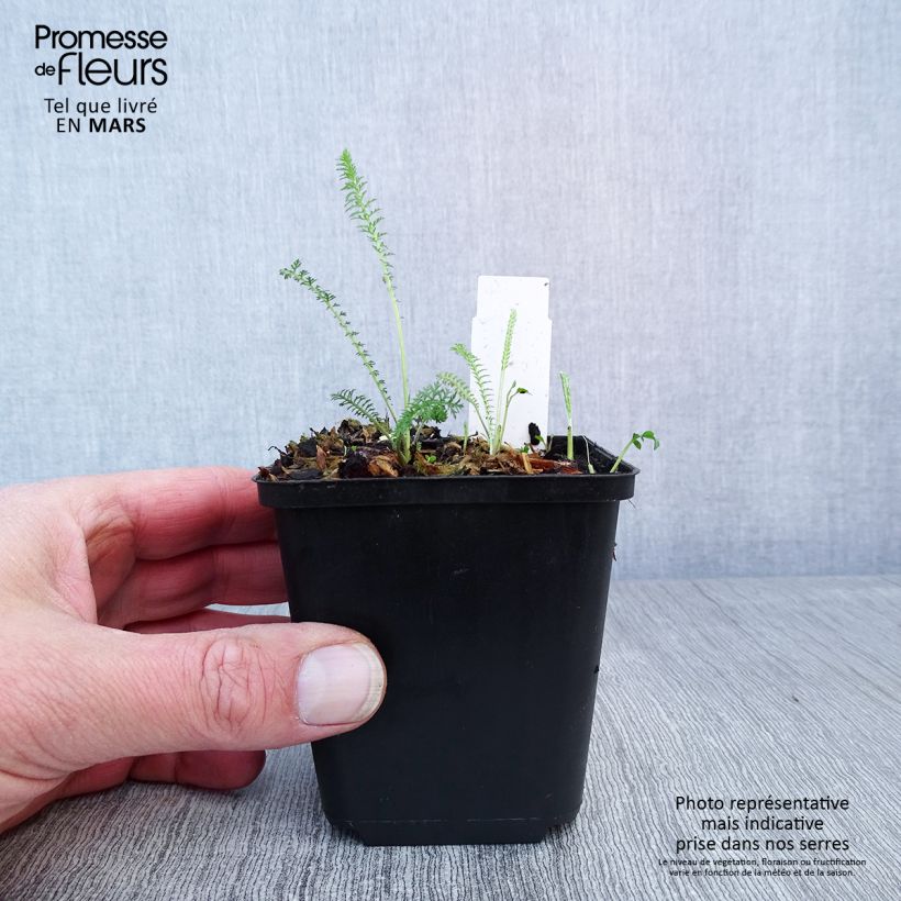 Exemplar von Achillea millefolium Summerwine - Gemeine Schafgarbe Kleine Töpfe von 8/9 cm wie im Frühjahr geliefert