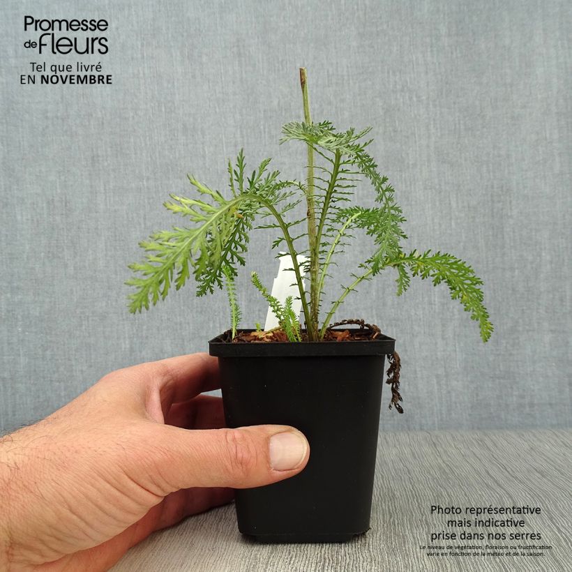 Example of Achillea millefolium Terracotta - Gemeine Schafgarbe Kleine Töpfe von 8/9 cm as you get in automne