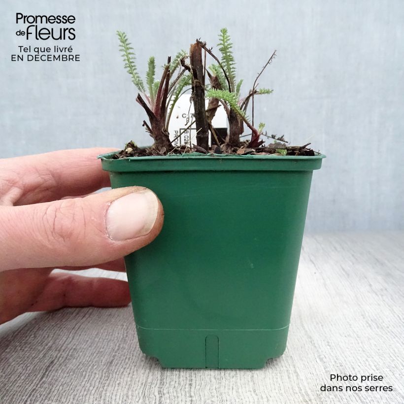 Exemplar von Achillea millefolium Terracotta - Gemeine Schafgarbe Kleine Töpfe von 8/9 cm wie im Winter geliefert