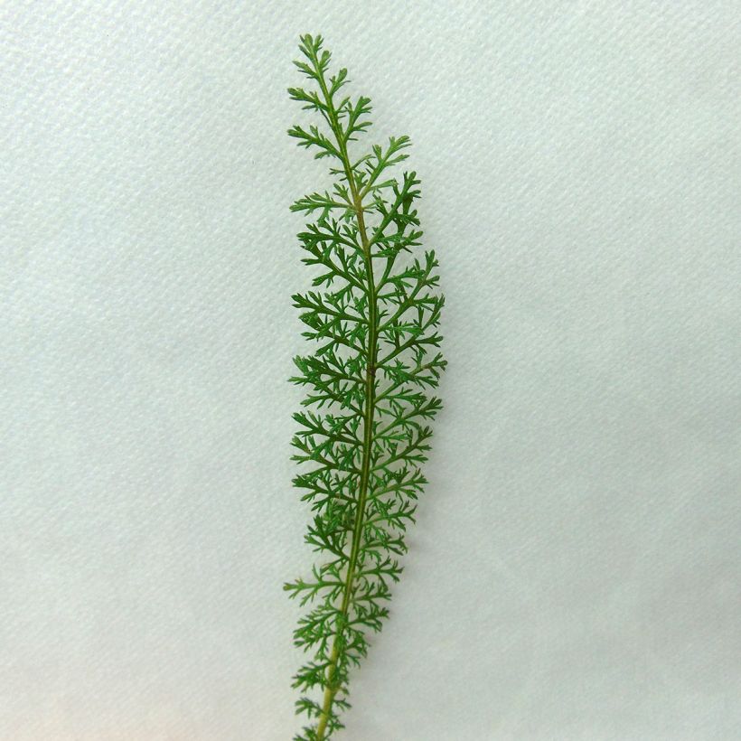 Achillea millefolium Velours - Gemeine Schafgarbe (Foliage)