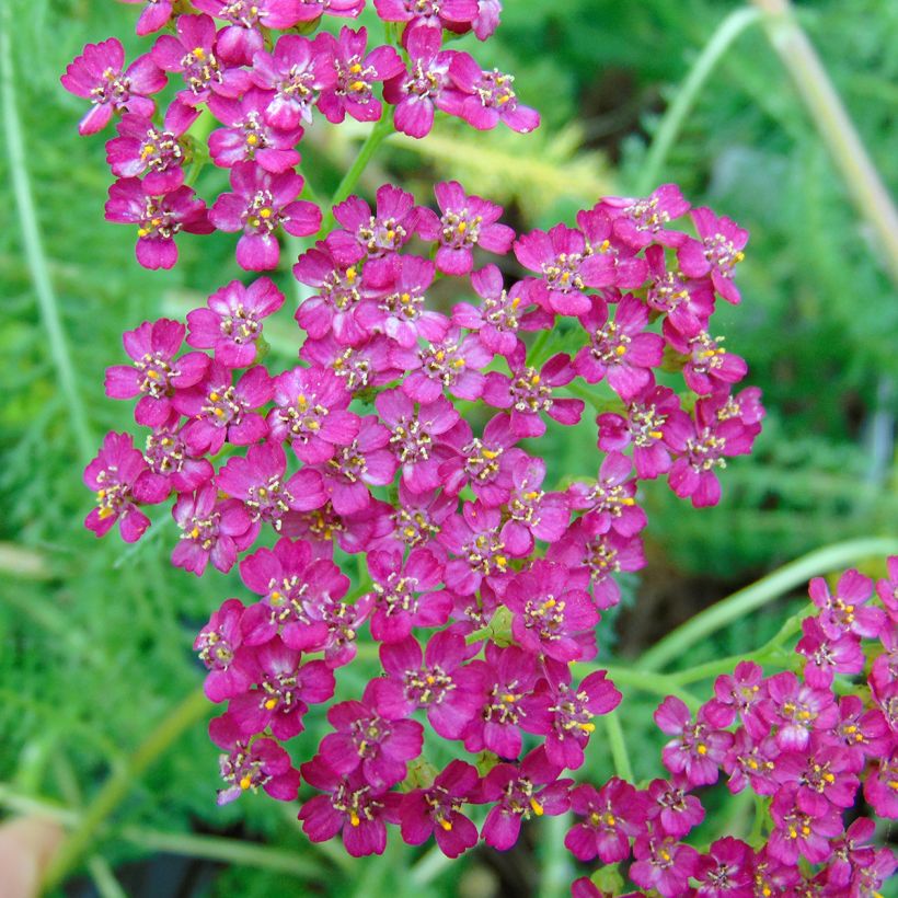 Achillea millefolium Velours - Gemeine Schafgarbe (Flowering)