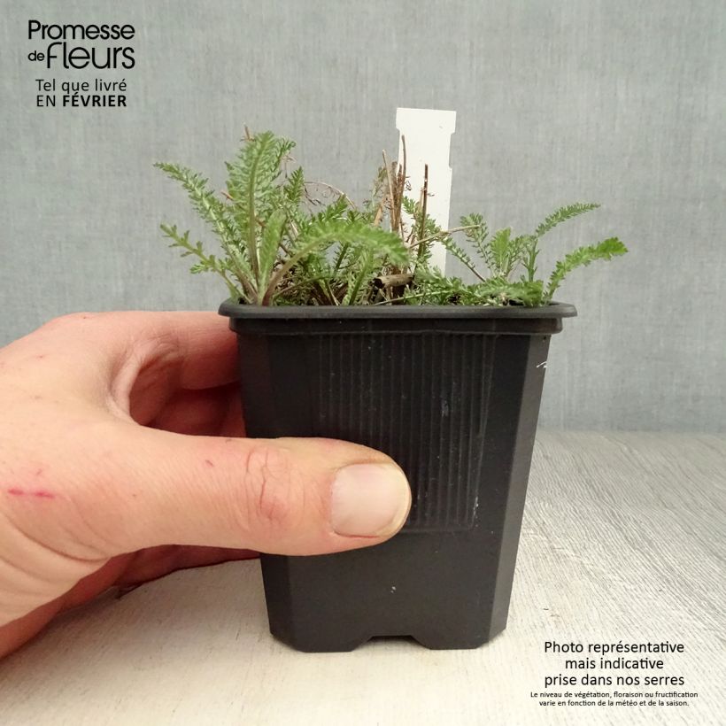 Exemplar von Achillea millefolium Wonderful Wampee - Gemeine Schafgarbe Kleine Töpfe von 8/9 cm wie im Winter geliefert