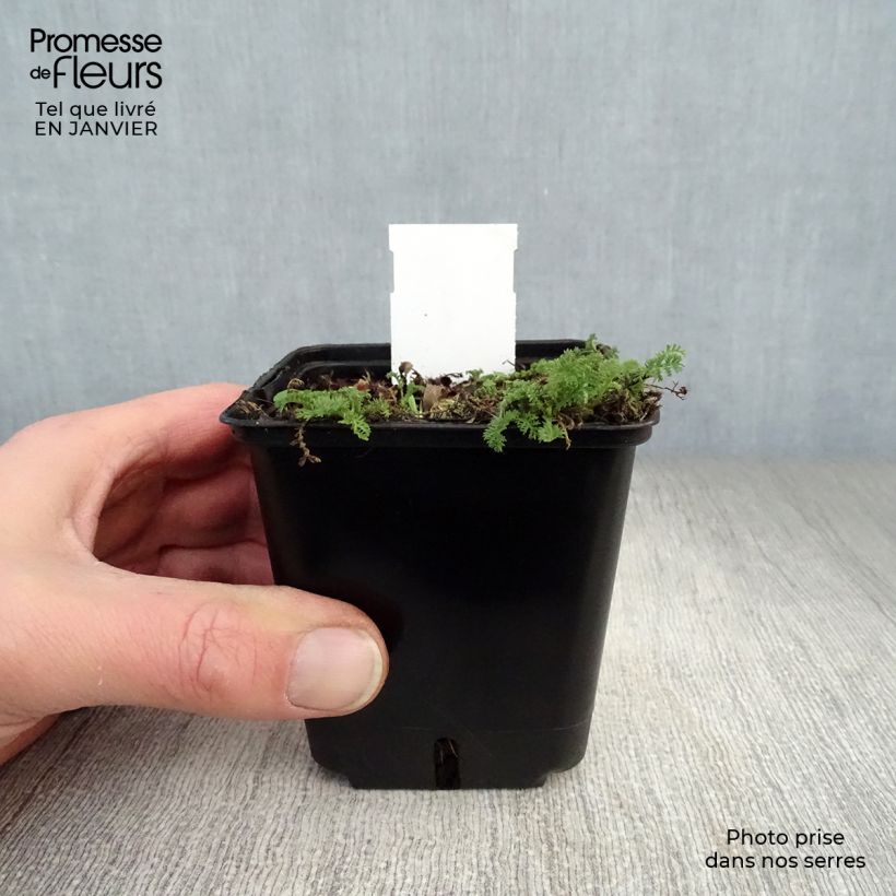 Exemplar von Achillea odorata - Duftende Schafgarbe Kleine Töpfe von 8/9 cm wie im Winter geliefert