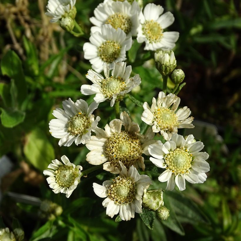 Achillea ptarmica Nana Compacta - Sumpf-Schafgarbe (Flowering)