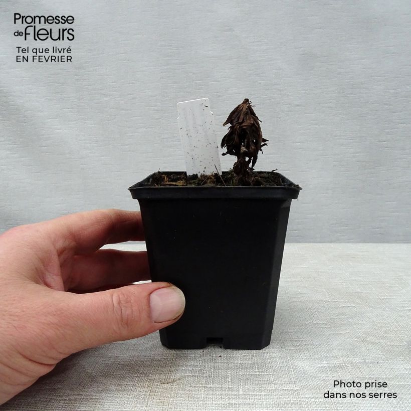 Exemplar von Achillea ptarmica Nana Compacta - Sumpf-Schafgarbe Kleine Töpfe von 8/9 cm wie im Winter geliefert