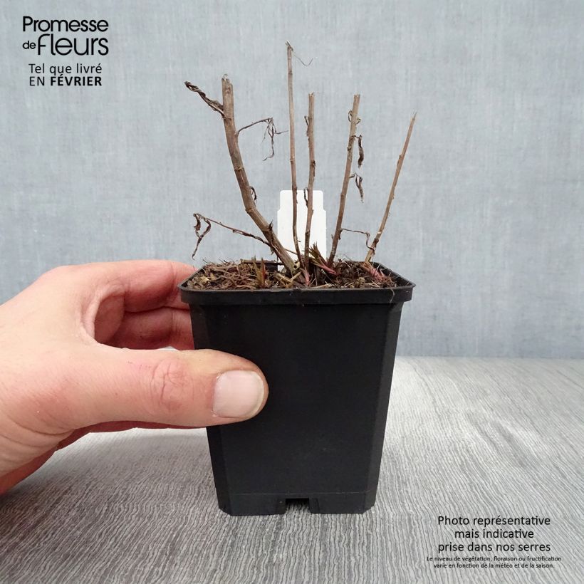 Exemplar von Achillea ptarmica Perry s White - Sumpf-Schafgarbe Kleine Töpfe von 8/9 cm wie im Winter geliefert