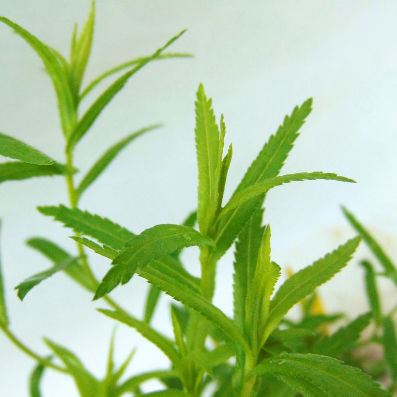 Achillea ptarmica The Pearl - Sumpf-Schafgarbe (Foliage)