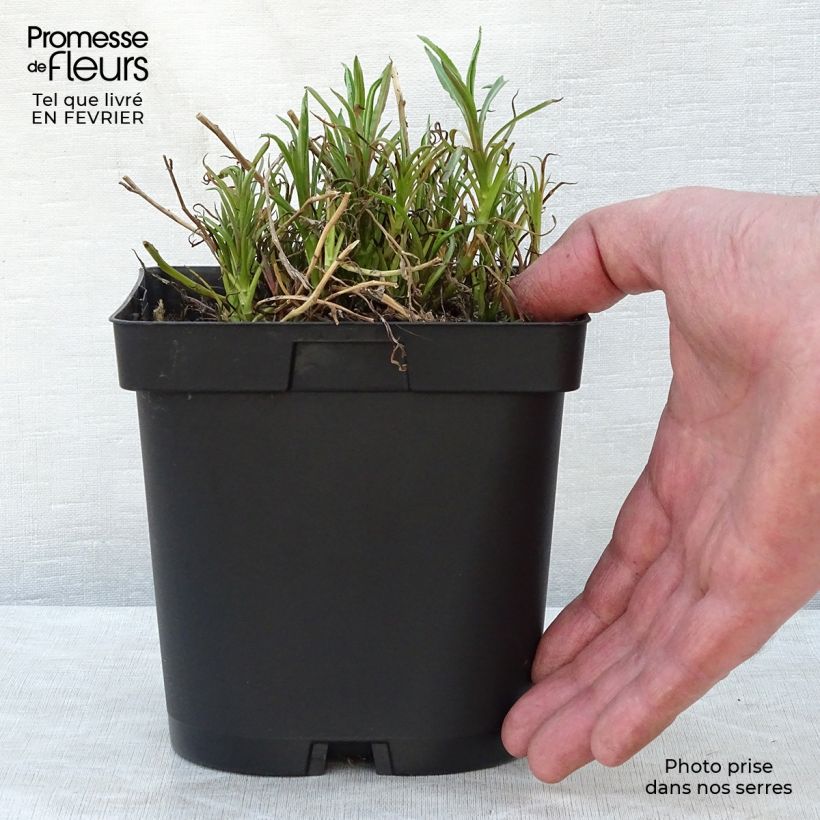 Example of Achillea ptarmica The Pearl - Sumpf-Schafgarbe Topf mit 2L/3L as you get in hiver