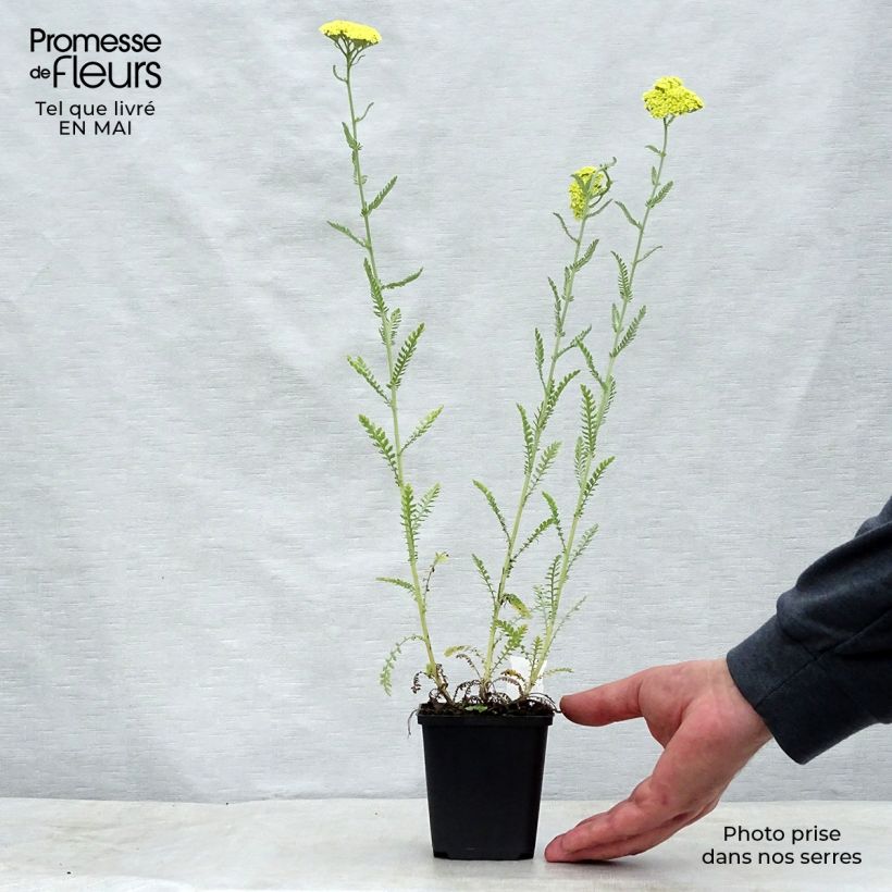 Exemplar von Achillea taygetea - Schafgarbe Kleine Töpfe von 8/9 cm wie im Frühjahr geliefert