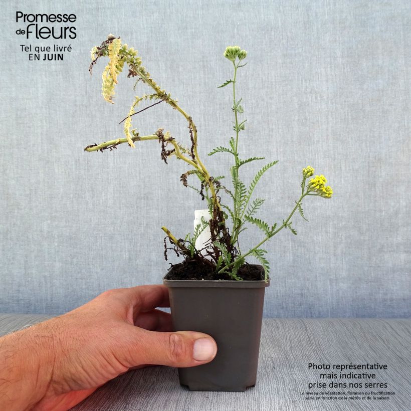 Exemplar von Achillea taygetea - Schafgarbe Kleine Töpfe von 8/9 cm wie im Sommer geliefert