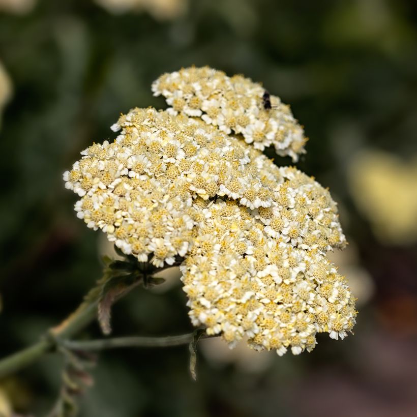 Achillea taygetea - Schafgarbe (Flowering)