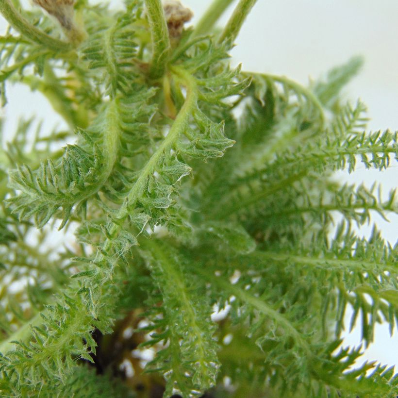 Achillea tomentosa - Filzige Schafgarbe (Foliage)