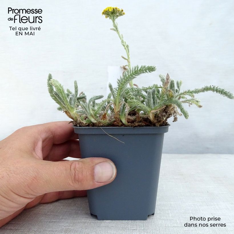 Exemplar von Achillea tomentosa - Filzige Schafgarbe Kleine Töpfe von 8/9 cm wie im Frühjahr geliefert