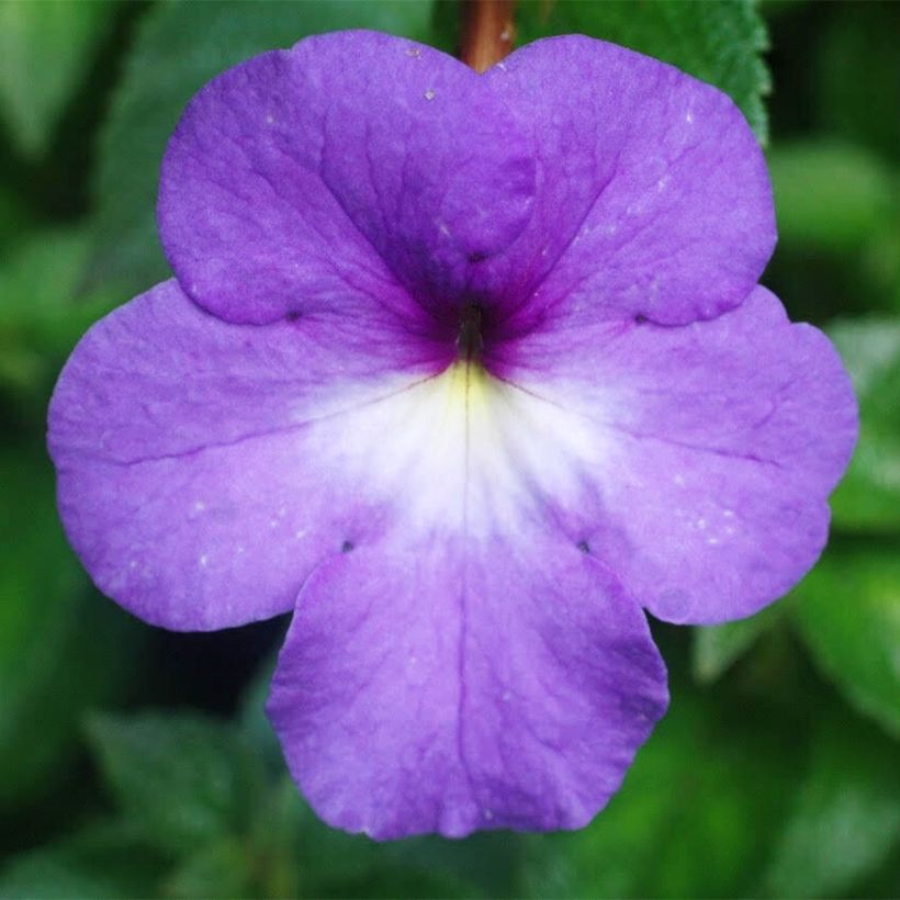 Achimene Blue - Schiefteller (Flowering)