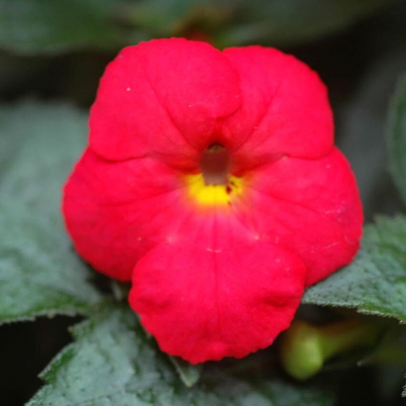 Achimenes Red - Schiefteller (Flowering)