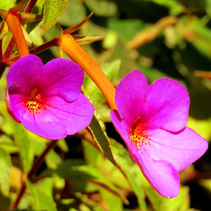 Achimenes Pink - Schiefteller (Flowering)