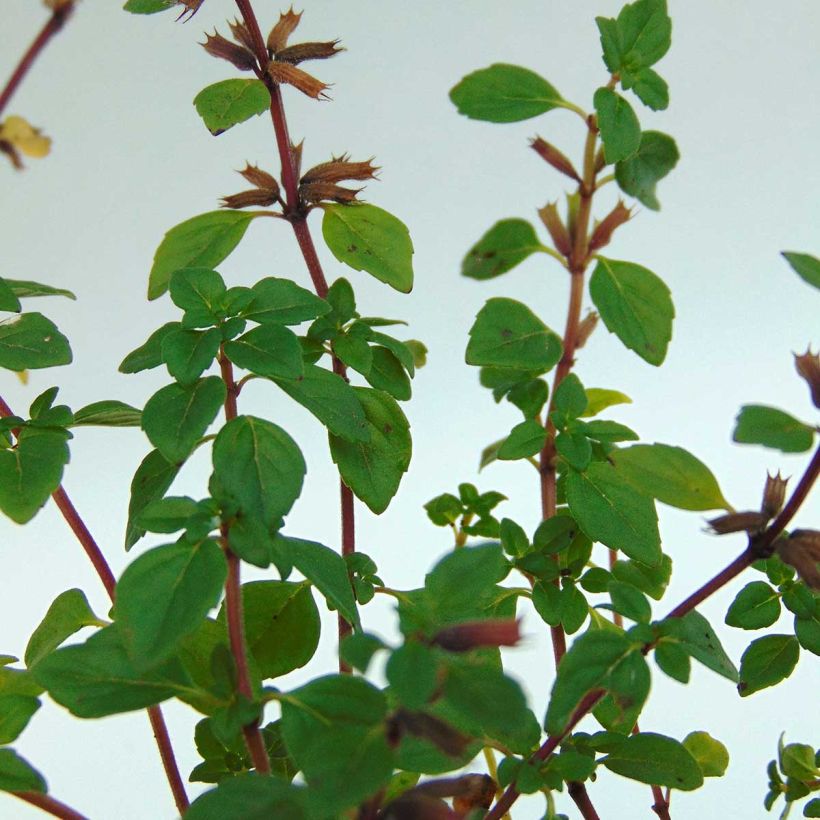 Alpen-Steinquendel - Acinos alpinus (Foliage)