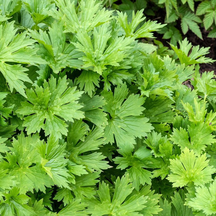 Aconitum lycoctonum subsp. neapolitanum - Hahnenfußblättriger Eisenhut (Foliage)