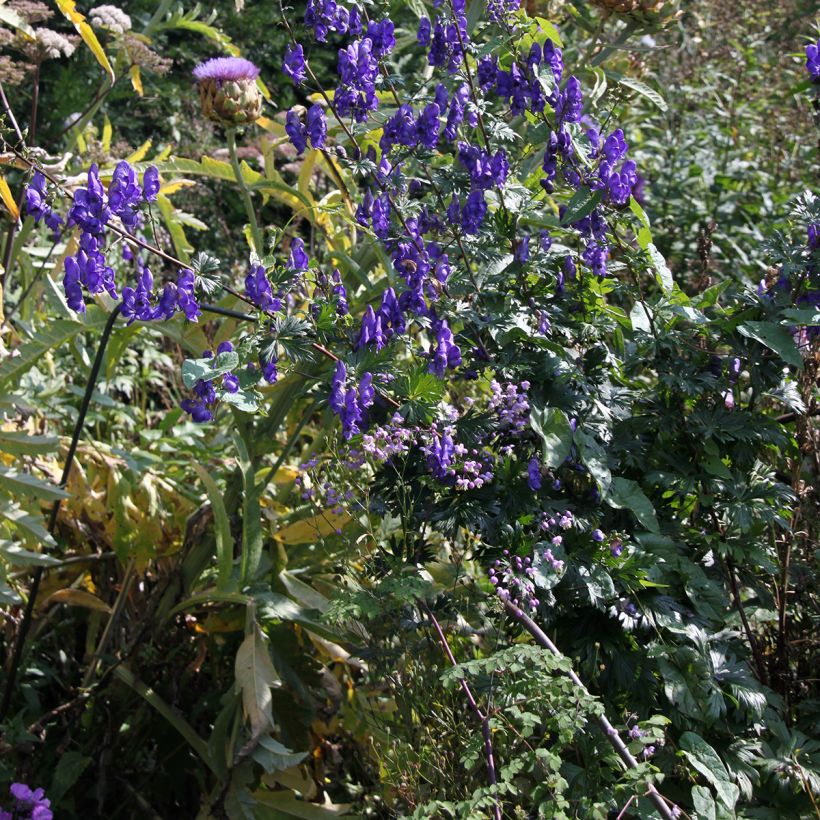 Aconitum pubiceps - Eisenhut (Plant habit)