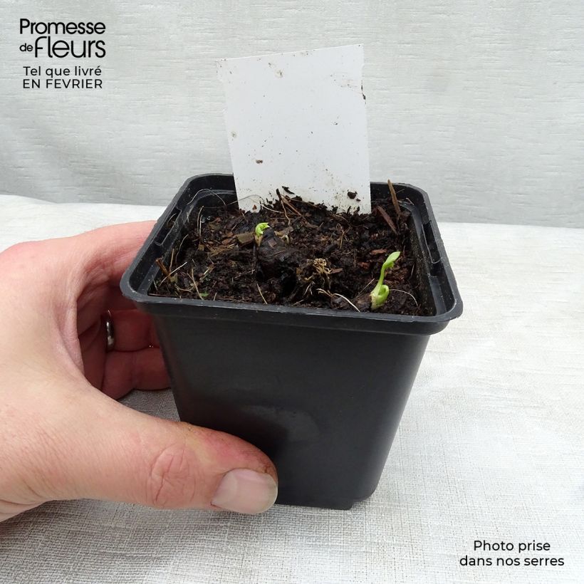 Exemplar von Aconitum napellus sbsp.napellus Schneewittchen - Blauer Eisenhut Kleine Töpfe von 8/9 cm wie im Winter geliefert