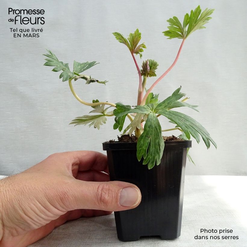 Exemplar von Aconitum carmichaelii Arendsii - Herbsteisenhut Kleine Töpfe von 8/9 cm wie im Winter geliefert