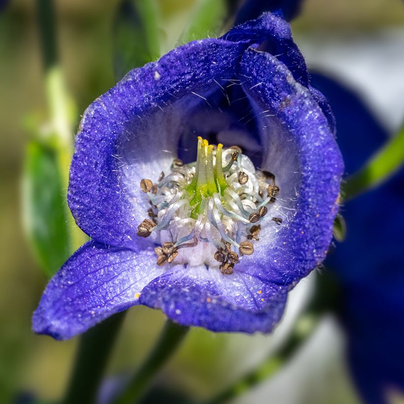 Aconitum carmichaelii Arendsii - Herbsteisenhut (Flowering)