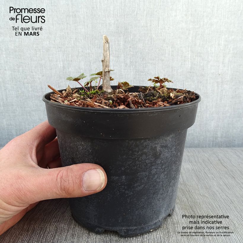 Exemplar von Aconitum carmichaelii Arendsii - Herbsteisenhut Topf mit 2L/3L wie im Winter geliefert