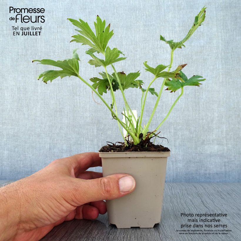 Exemplar von Aconitum septentrionale Ivorine - Nördlicher Eisenhut Kleine Töpfe von 8/9 cm wie im Sommer geliefert