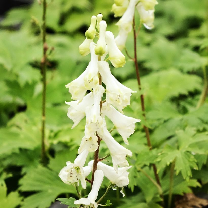 Aconitum septentrionale Ivorine - Nördlicher Eisenhut (Blüte)